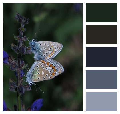 Butterflies Common Blue Insects Image